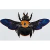 (On)geprepareerde Xylocopa species