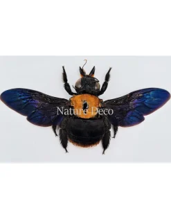 (On)geprepareerde Xylocopa species