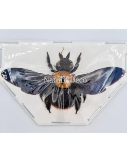 (On)geprepareerde Xylocopa species
