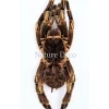 Ongeprepareerde Acanthoscurria Juruenicola (vogelspin)