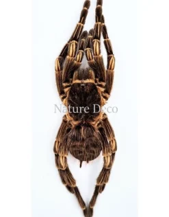 Ongeprepareerde Acanthoscurria Juruenicola (vogelspin)