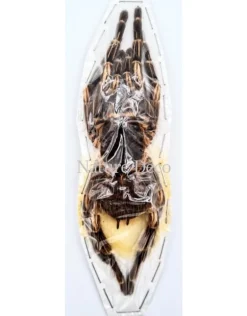 Ongeprepareerde Acanthoscurria Juruenicola (vogelspin)