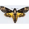 Ongeprepareerde Acherontia Atropos (Doodshoofdvlinder)