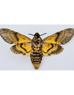 Ongeprepareerde Acherontia Atropos (Doodshoofdvlinder)