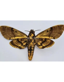 Ongeprepareerde Acherontia Lachesis (Doodshoofdvlinder)