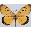 Ongeprepareerde Acraea Terpsicore