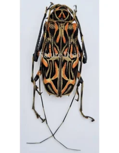 Ongeprepareerde Acrocinus Longimanus (Harlekijnboktor)