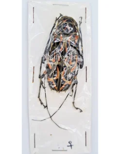 Ongeprepareerde Acrocinus Longimanus (Harlekijnboktor)