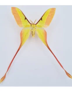 Ongeprepareerde Actias Dubernardi man (Chinese maanvlinder)