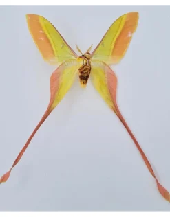 Ongeprepareerde Actias Dubernardi man (Chinese maanvlinder)