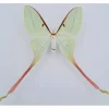Ongeprepareerde Actias Dubernardi vrouw (Chinese maanvlinder)