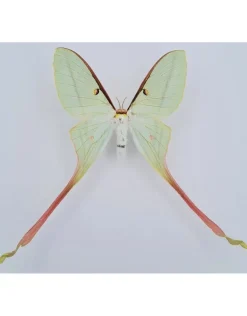 Ongeprepareerde Actias Dubernardi vrouw (Chinese maanvlinder)