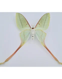 Ongeprepareerde Actias Dubernardi vrouw (Chinese maanvlinder)