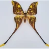 Ongeprepareerde Actias Isis (Sulawesi maanvlinder)