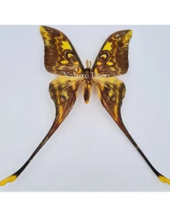 Ongeprepareerde Actias Isis (Sulawesi maanvlinder)