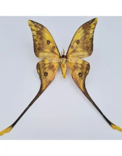 Ongeprepareerde Actias Isis (Sulawesi maanvlinder)