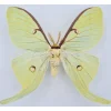 Ongeprepareerde Actias Luna
