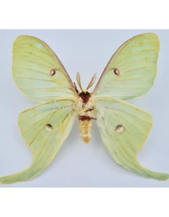 Ongeprepareerde Actias Luna