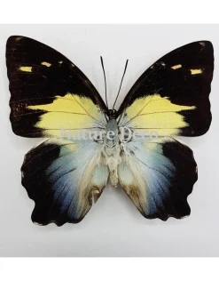 Ongeprepareerde Agatasa Calydonia