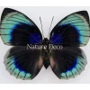 Ongeprepareerde Agrias Beata Beatifica