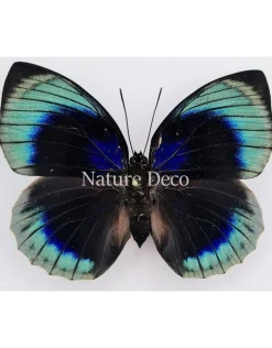 Ongeprepareerde Agrias Beata Beatifica