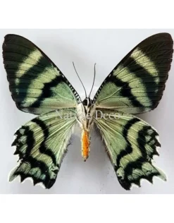 Ongeprepareerde Alcides Oronotes