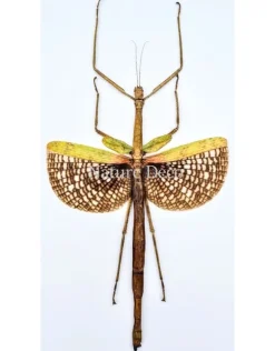 (On)geprepareerde Anchiale Maculata (wandelende tak)