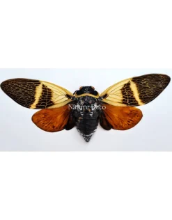 (On)geprepareerde Angamiana Floridula (Cicade)