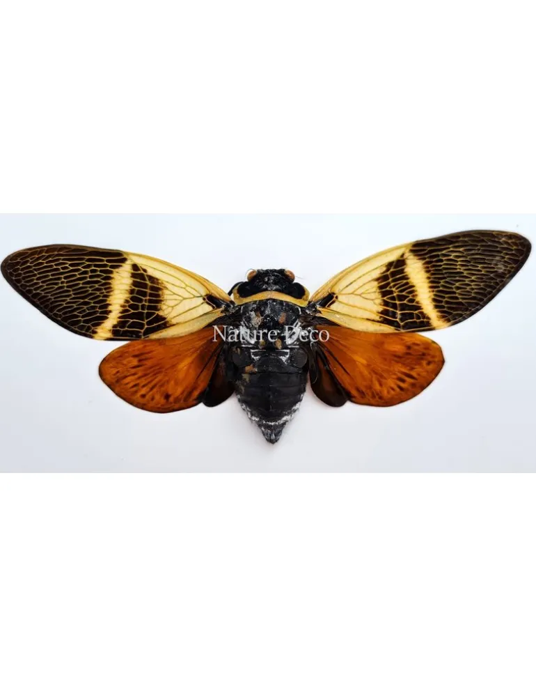 (On)geprepareerde Angamiana Floridula (Cicade)