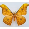 Ongeprepareerde Antheraea Jana (man)