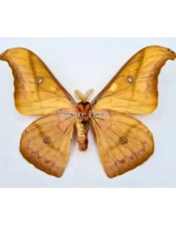 Ongeprepareerde Antheraea Jana (man)