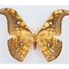 Ongeprepareerde Antheraea Larissa