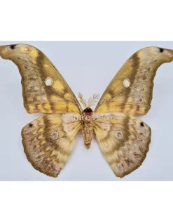 Ongeprepareerde Antheraea Larissa