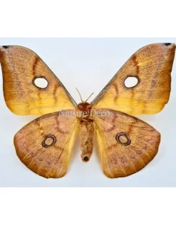 Ongeprepareerde Antheraea Jana (vrouw)
