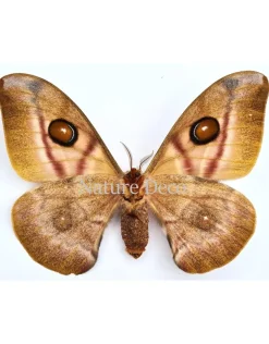 Ongeprepareerde Antherina Suraka