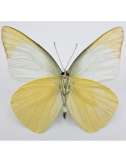 Ongeprepareerde Appias Albina