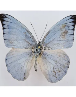 Ongeprepareerde Appias Celestina (man)
