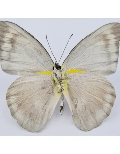 Ongeprepareerde Appias Celestina (man)