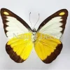 Ongeprepareerde Appias Lyncida