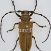 Ongeprepareerde Apriona Flavescens