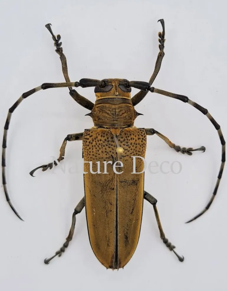 Ongeprepareerde Apriona Flavescens