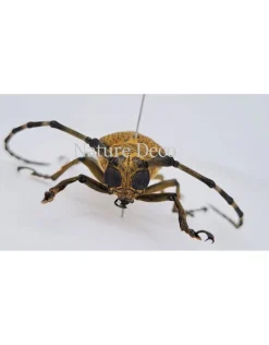 Ongeprepareerde Apriona Flavescens