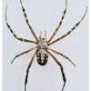 Ongeprepareerde Argiope Catenulata (spin)