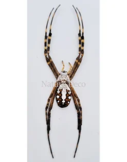Ongeprepareerde Argiope Catenulata (spin)