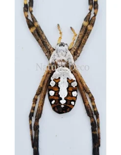 Ongeprepareerde Argiope Catenulata (spin)