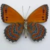 Ongeprepareerde Asterope Pechueli
