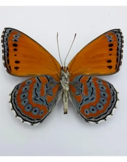 Ongeprepareerde Asterope Pechueli