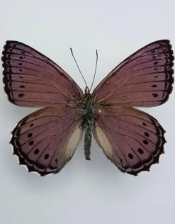 Ongeprepareerde Asterope Pechueli