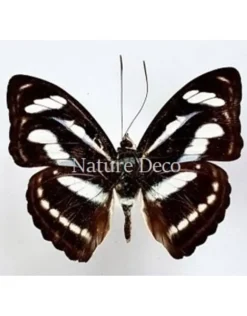 Ongeprepareerde Athyma Nefte Subrata