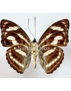 Ongeprepareerde Athyma Nefte Subrata